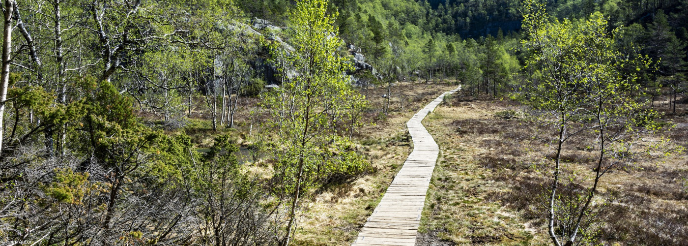 Weg im Wald