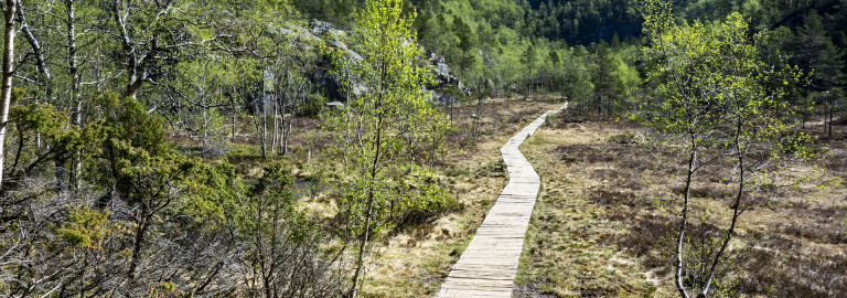 Weg im Wald